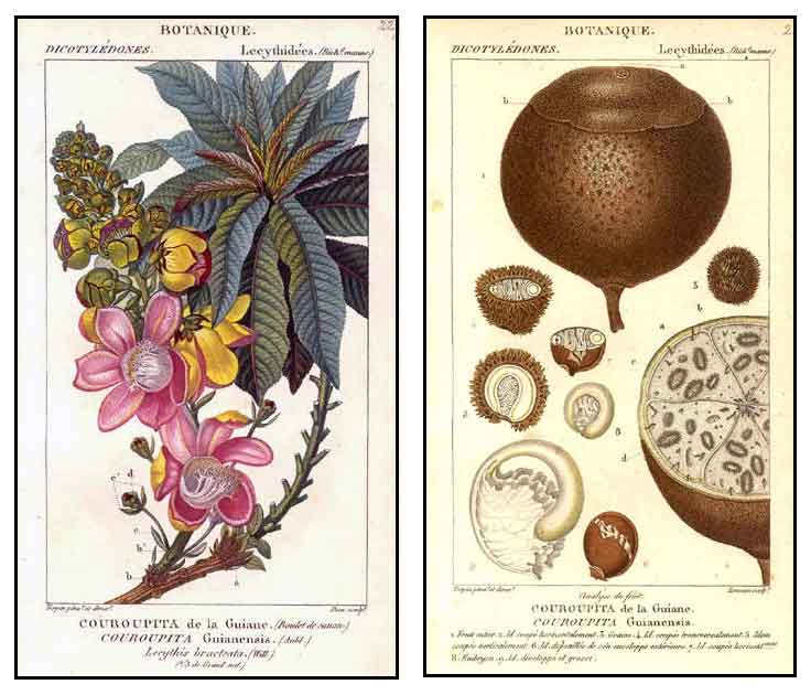 معرفی و راهنمای پرورش درختان میوه - درخت گلوله توپ